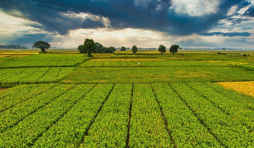 Agricultura Orgânica Implementos e Peças para a Transição
