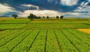Agricultura Orgânica Implementos e Peças para a Transição
